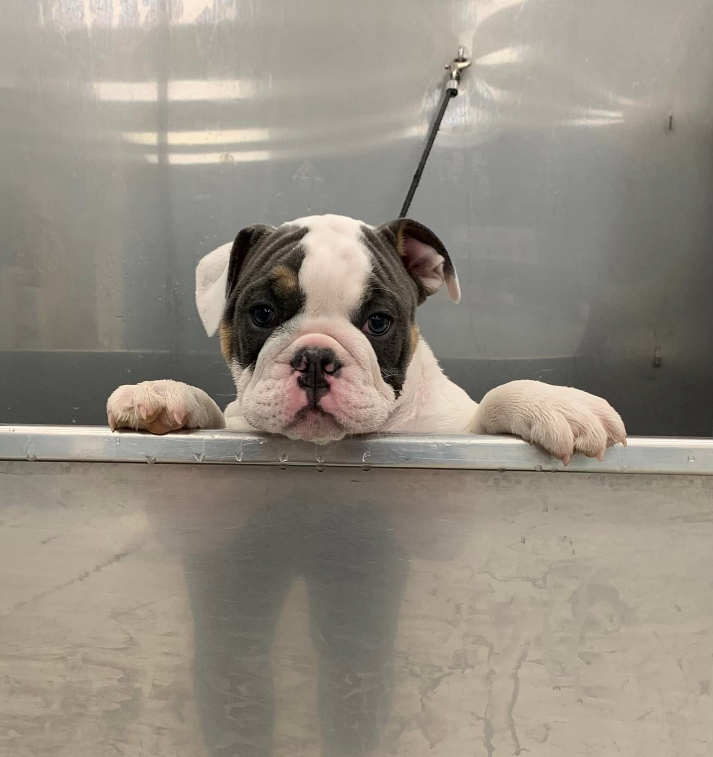 Pricing Dirty Paw Dog Wash