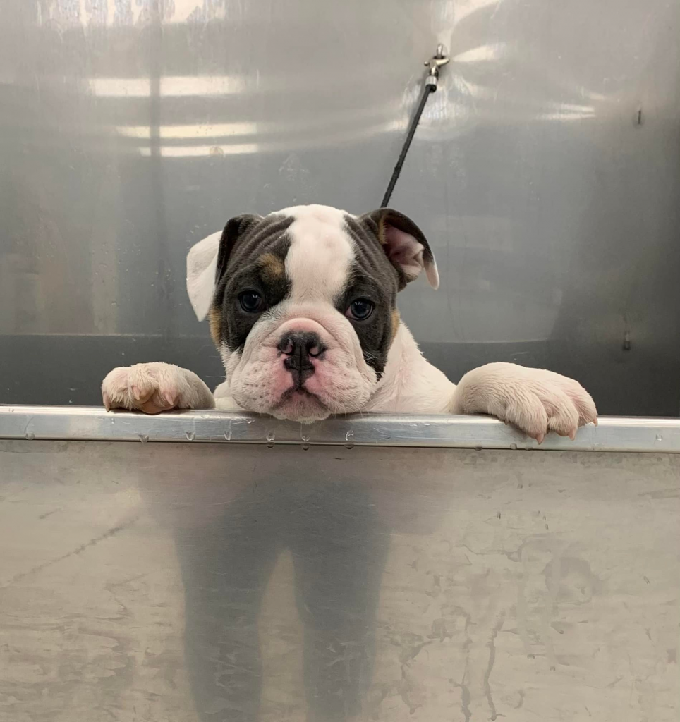 Pricing Dirty Paw Dog Wash